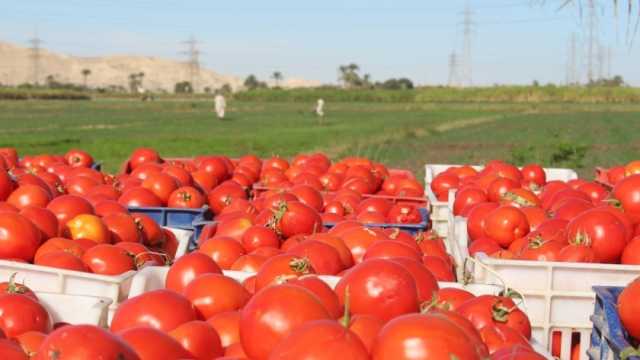 «بـ5 جنيه يا قوطة».. إنتاج حقول المنوفية يخفض أسعار الطماطم في الأسواق