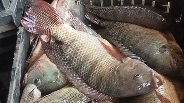 توفير أسماك بأسعار مخفضة أمام مجلس مدينة بيلا بكفر الشيخ غدا