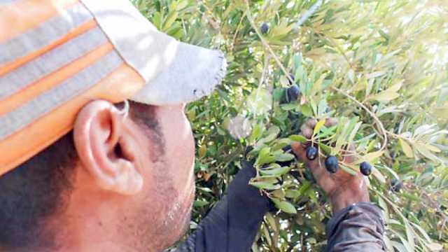 مزارعو الفيوم يجمعون المحصول على أنغام «زيتون بلادي»