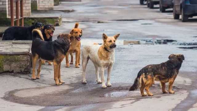 الكلاب الضالة تهدد سكان تركيا.. وجمعيات حقوق الحيوان ترفض القتل الرحيم