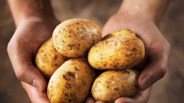 أسعار البطاطس اليوم الأربعاء 29-5-2024 في سوق العبور