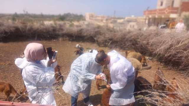 ملاحقة القوراض والثعابين  بحي الكرامة في العريش بمبيدات الرش