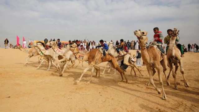 انطلاق التدريبات التنشيطية لسباق الهجن في العريش اليوم.. تستمر حتى 7 أكتوبر