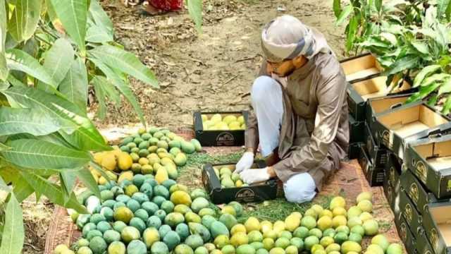 المانجو تتصدر قائمة الفواكه المصدرة بـ14 ألف طن خلال الأسبوع الماضي