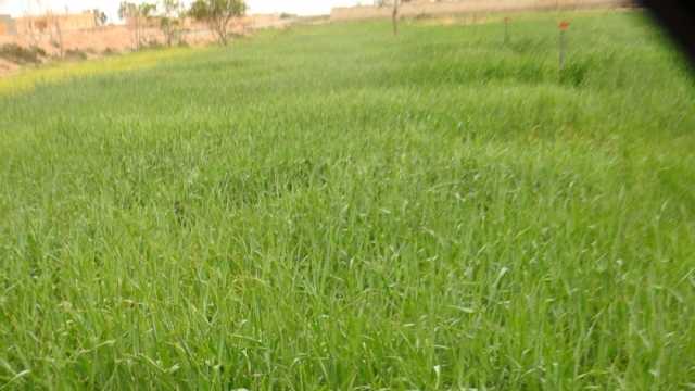 «الزراعة» تطمئن المواطنين: لم نسجل أي إصابات في محاصيل القمح والفول والبنجر