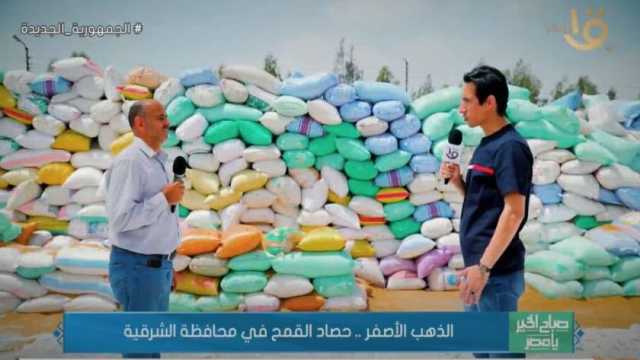 «زراعة الشرقية»: 349 ألف فدان إجمالي المزروع من القمح في المحافظة
