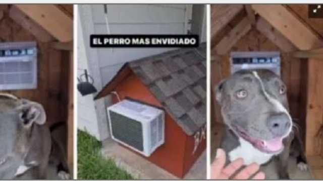 كلب مكسيكي الأسعد في العالم.. يمتلك منزلا به تكييف