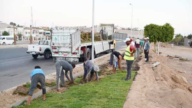 جهود مصرية مستمرة لإعادة الاهتمام بالتشجير.. أبرزها «100 مليون شجرة»