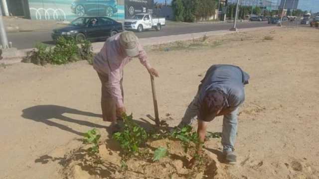 زراعة أشجار جديدة في محيط مدارس غرب الإسكندرية.. «لزيادة الأكسجين»