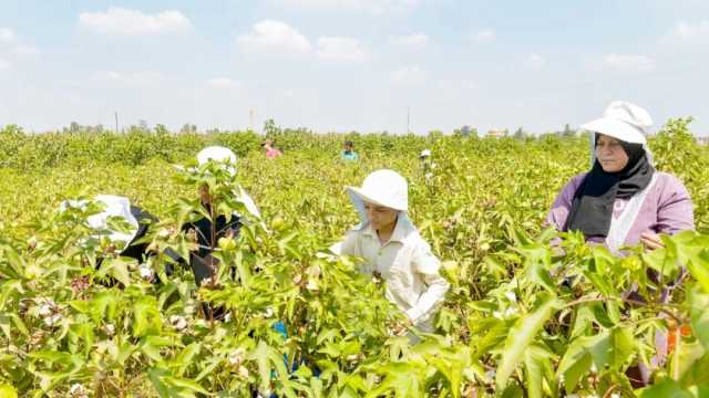 اعتماد خطة للنهوض بزراعة المحصول ومنتجاته.. «نوَّرت يا قطن النيل» الخير من «قِبلي لبحري»