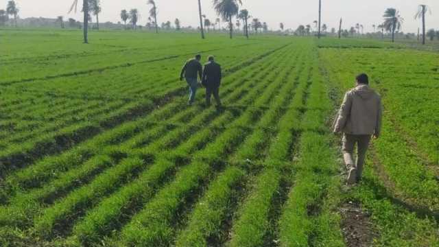 ناجح غربية: زراعة 230 ألف فدان بالقمح في كفر الشيخ
