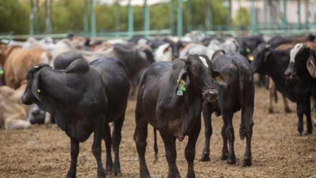 التحالف الوطني: أطلقنا مبادرة صك الأضحية بعد استشارة دار الإفتاء