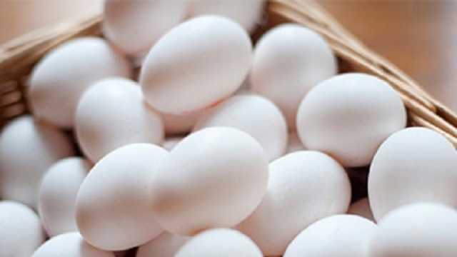 انخفاض في أسعار البيض اليوم الجمعة 3-11-2023 بالمحلات والمزرعة
