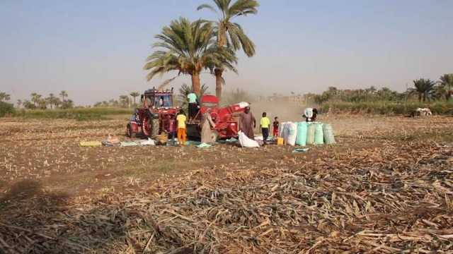 حملات لمكافحة القوارض بعد حصاد المحاصيل الزراعية في البلينا بسوهاج