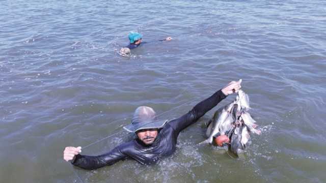 «الصيد الآلي» بكفر الشيخ: بحيرة البرلس تنتج مليون طن سمك سنويا
