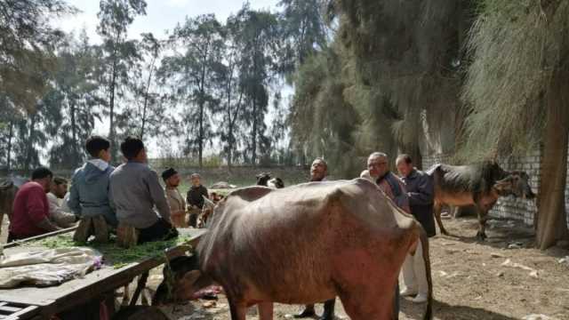 الكشف على 318 حالة مجانا في قافلة بيطرية بكفر الشيخ