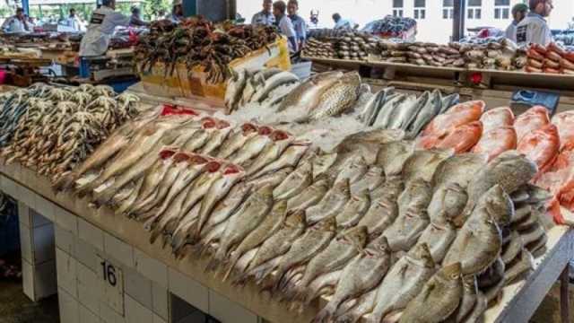 تراجع أسعار السمك اليوم السبت 16-12-2023 في الأسواق.. تبدأ من 40 جنيها