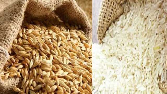 أسعار الأرز اليوم السبت 17-2-2024 في الأسواق