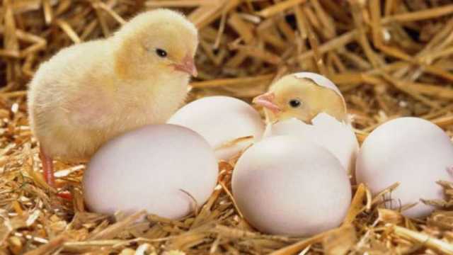 تعرف على أسعار البيض اليوم الثلاثاء 29-8-2023 في الأسواق
