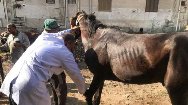 تنظيم قافلة بيطرية مجانية بإدارة فوه في كفر الشيخ