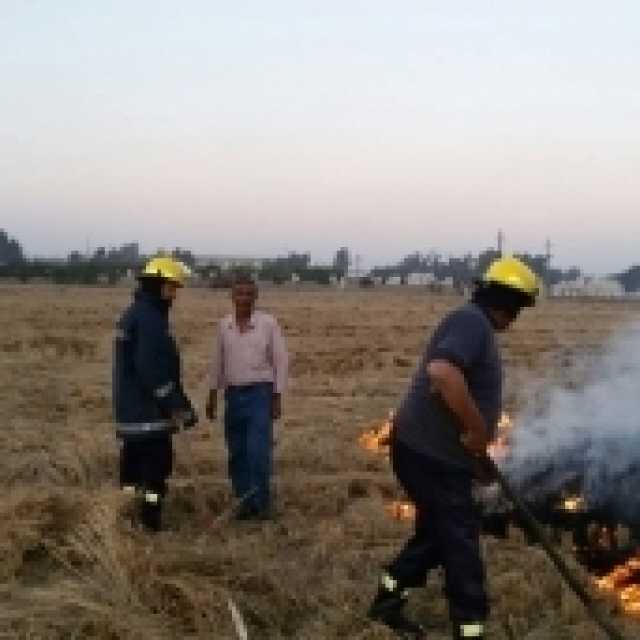 تحرير 102 محضر حرق قش أرز في عدة مراكز بالشرقية