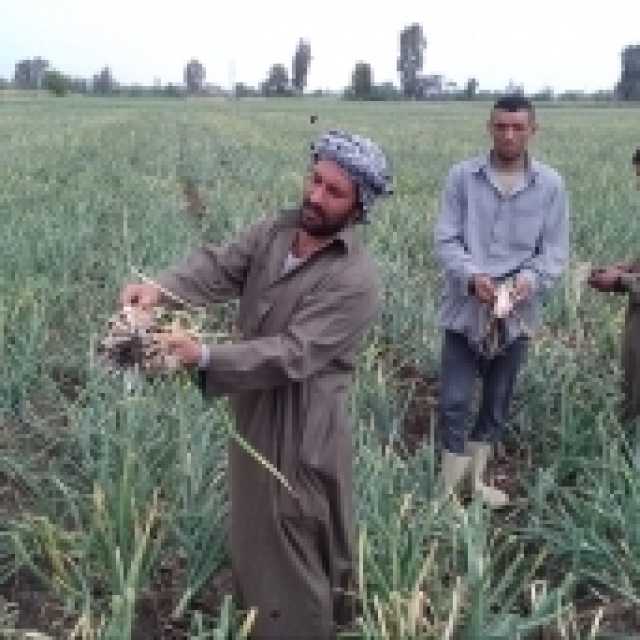 الزراعة توضح مواعيد زراعة البصل والخريطة الصنفية لكل نوع