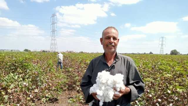 خبير اقتصادي: زراعة القطن قصير التيلة داخل مصر يساهم في خفض استهلاك الدولار