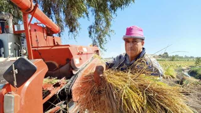 «زراعة كفر الشيخ»: حصاد 305 آلاف فدان أرز منذ بداية الموسم