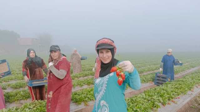«الذهب الأحمر» يزين قرية عرب الغديري.. الفراولة موسم الخير للمزارعين بالقليوبية