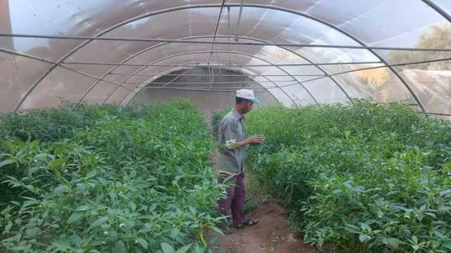«زراعة جنوب سيناء»: نعمل على توفير احتياجات المواطنين بأسعار مناسبة