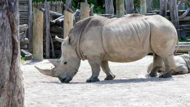 تصرف غريب من وحيد القرن في حديقة الحيوانات بالنمسا.. ما القصة؟