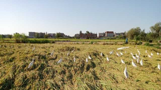 «زراعة كفر الشيخ»: حصاد 169 ألف فدان أرز و210 أطنان شعير