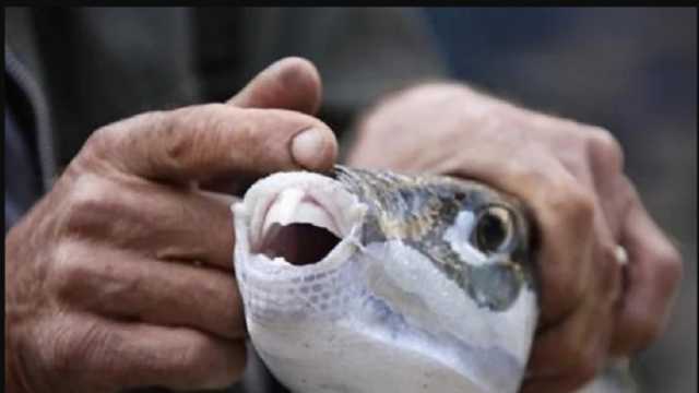 معلومات عن سمكة «أسنان الأرنب» القاتلة.. تسبب الوفاة فور تناولها