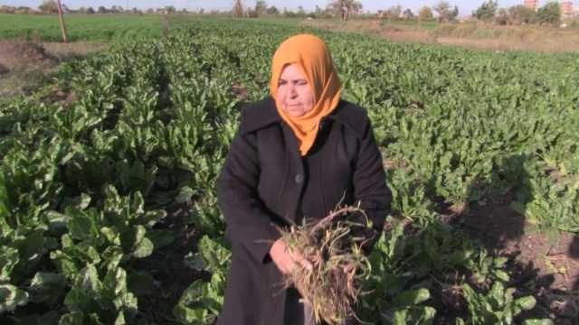 «التحالف الوطني» يغير حياة «ماجدة» بمبادرة ازرع.. ضاعف محصول فول الصويا