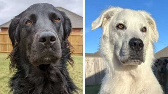 من الأسود إلى الأبيض.. مرض غريب يغير لون كلب خلال عامين