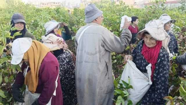 «زراعة الغربية»: بدء حصاد محصول القطن في قرية سامول بمركز المحلة