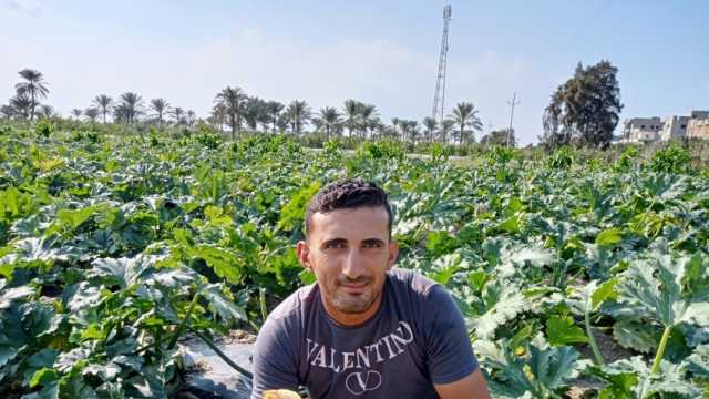 وكيل «زراعة كفر الشيخ»: إنتاج 41 ألف طن كوسة خلال يومين