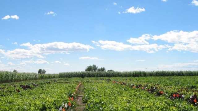 «الزراعة» تصدر توصيات فنية مع بدء موسم زراعة البنجر لزيادة الإنتاج