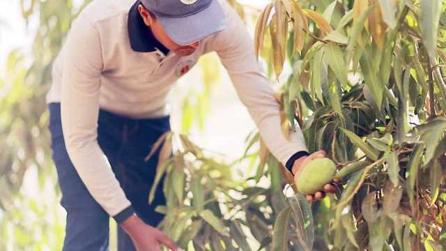 القوات المسلحة تنظم زيارة إلى مشروع استصلاح وزراعة الأراضي في توشكى