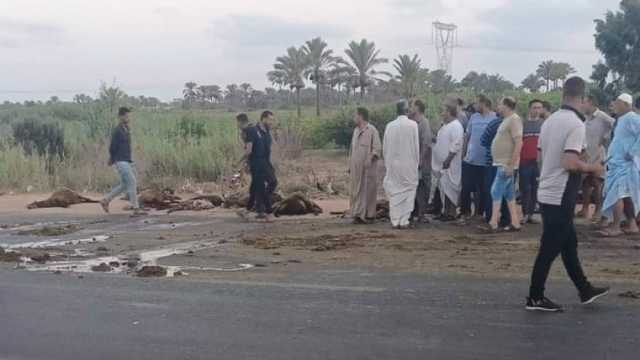 مصرع شاب ونفوق 20 رأس أغنام في حادث مروري بالطريق الساحلي بكفر الشيخ