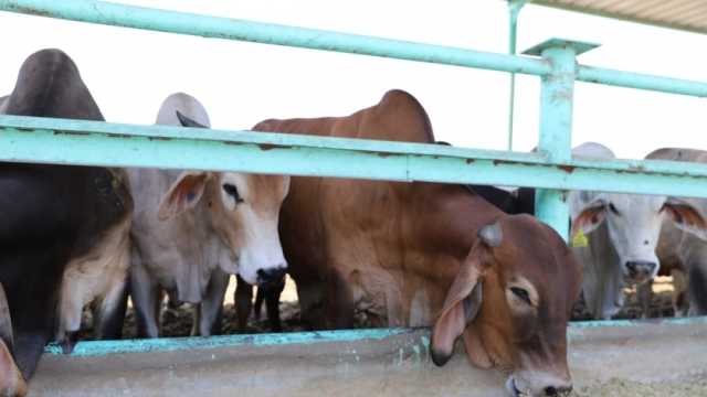 هل يجوز للمُضحي حلاقة الشعر وتقليم الأظافر قبل العيد؟.. معلومات مهمة قبل عيد الأضحى