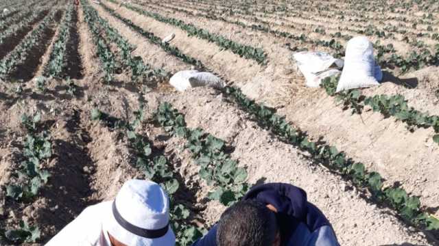 «الزراعة» تقدم الدعم الفني لمزارعي البساتين في الإسكندرية