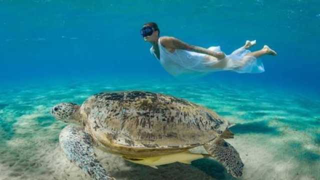 الغوص مع السلاحف البحرية ينعش السياحة في مرسى علم