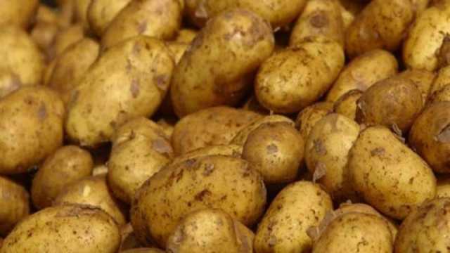 «سلامة الغذاء»: البطاطس على رأس قائمة الخضروات المصرية المصدرة إلى الخارج