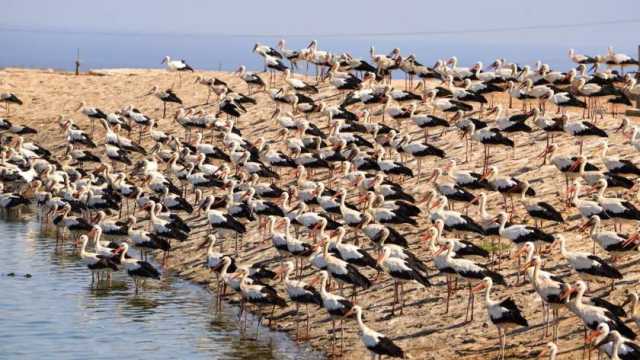 خبير بيئي: 16 نوعا من الطيور الحوامة المهاجرة مهددة بالانقراض