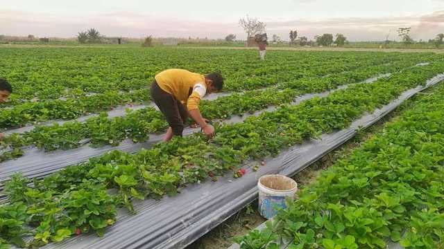 «الزراعة»: السعودية لم تحظر صادرات الفراولة المصرية