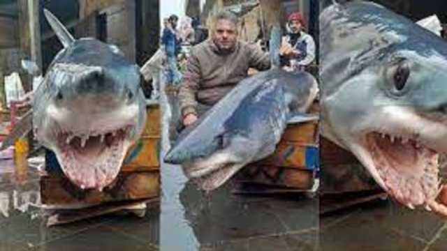 اصطياد أشرس أنواع الأسماك على شاطئ في سوريا.. وزنه غير متوقع
