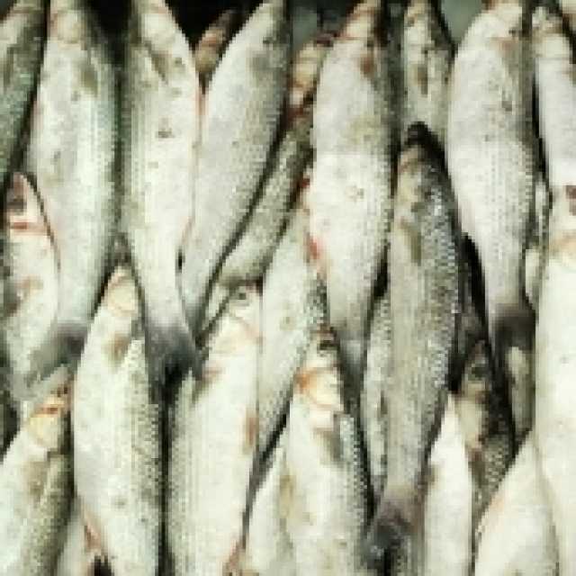 انخفاض أسعار الأسماك في أسواق شمال سيناء.. البوري بكم؟