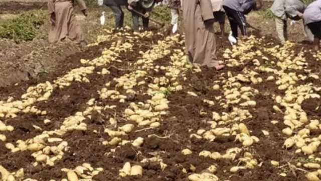 «الزراعة»: لدينا وفرة في تقاوي البطاطس تكفي المستهدف من العروة الصيفية