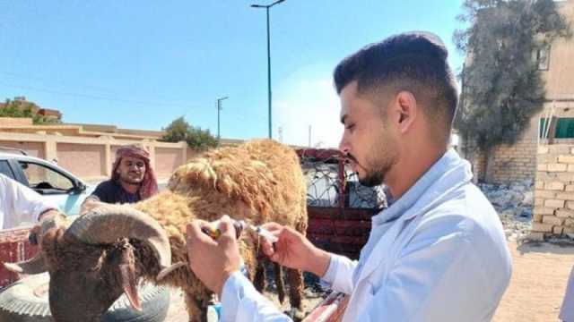 بمناسبة عيد الفلاح.. قوافل بيطرية في مطروح لعلاج الأغنام مجانا (صور)